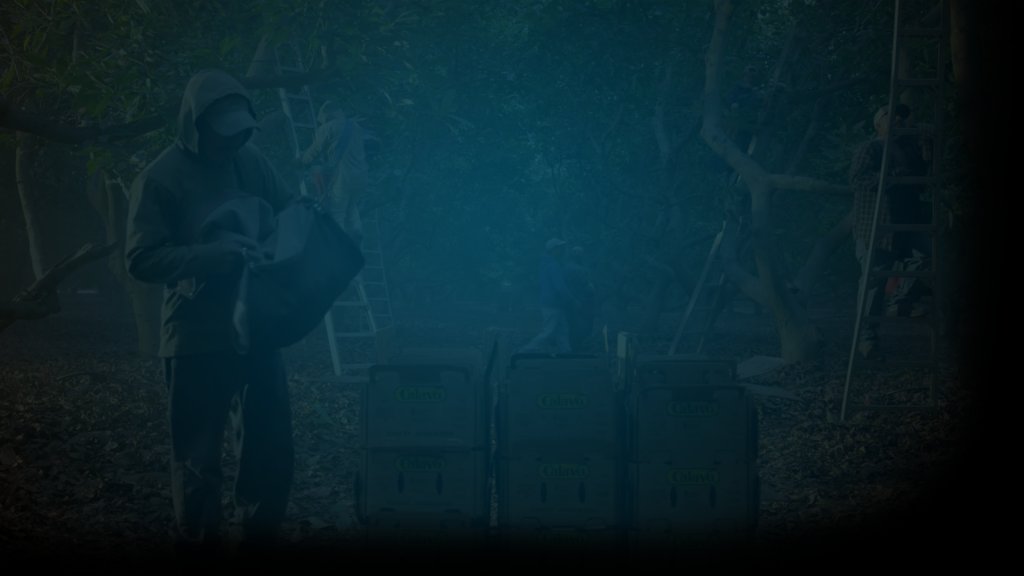 Still of farmers harvesting avocados at the Cavalo Avocado grove in Florida. Producer's Toolbox provided music licensing for Chipotle's Farm To Foil campaign.|